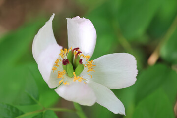 ヤマシャクヤク