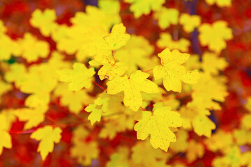 Yellow maple leaves in autumn, vibrant and full of life, create a stunning display of nature's beauty