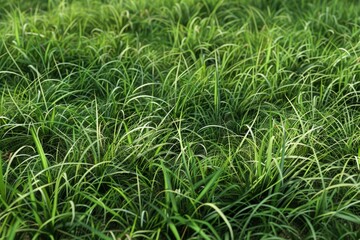 Lush Green Meadows. Tranquil Nature-inspired Texture Concept