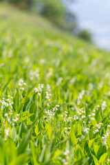 満開のスズランの群生