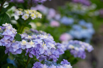 美しいアジサイ