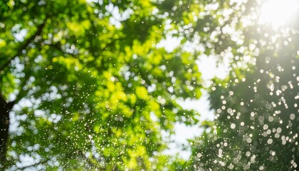 Fototapeta premium 光と緑の自然風景