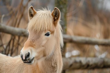 Obraz premium sturdy fjord horse