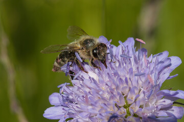 Honigbiene © Flederfried