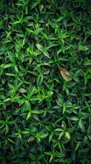 Exploring the Versatility of Dense Green Hedge Plants in Landscape Design