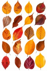 A collection of autumnal foliage featuring orange, golden, red, and yellow leaves, perfect for seasonal decorations and nature-themed designs against a clean white background.