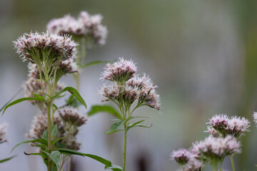 Beautiful white flowers blooming in the sunny summer meadow. Natural rural scenery of Latvia, Northern Europe.