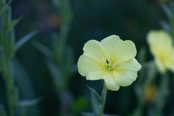 Beautiful yellow flowers blooming in the summer meadow. Natural rural scenery of Latvia, Northern Europe.