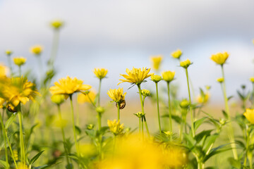 Beautiful yellow flowers blooming in the summer meadow. Natural rural scenery of Latvia, Northern Europe.