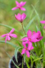 Fototapeta premium Pink star-grass (Rhodohypoxis milloides).