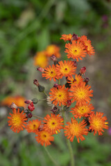 Inflorescence of orange hawkweed (Hieracium aurantiacum).