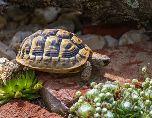 Hermann's tortoise in a terrarium