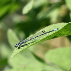 Close-up of a blue-tailed damselfly sitting on the leaf