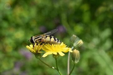 Close-up of the hoverfly (Helophilus trivittatus) sitting on the yellow flower