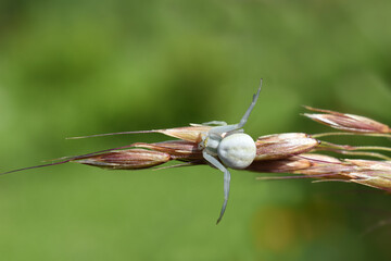 Close-up of a crab spider (Misumena vatia) sitting on the herb