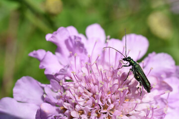 Close-up of a swollen-thighed beetle (Oedemera nobilis) sitting on the pink flower