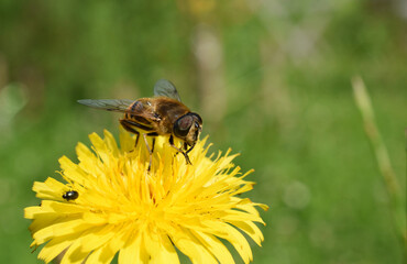 Close-up of the hoverfly sitting on the yellow flower