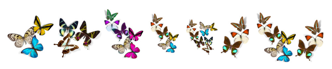 Exploring a Diverse Collection of Colorful and Unique Butterfly Species