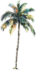 Fototapeta premium Watercolour palm tree in elevation cutout