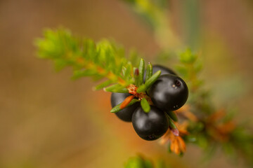 Detailed close-up of black crowberries (Empetrum nigrum) on a branch with green leaves. The dark berries stand out against the blurred background, showcasing their texture and natural beauty