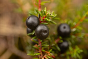 Detailed close-up of black crowberries (Empetrum nigrum) on a branch with green leaves. The dark berries stand out against the blurred background, showcasing their texture and natural beauty
