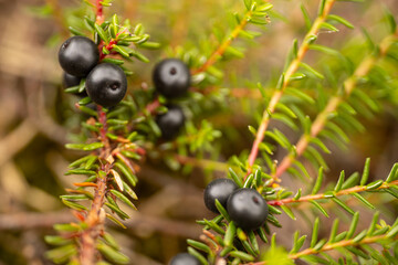 Detailed close-up of black crowberries (Empetrum nigrum) on a branch with green leaves. The dark berries stand out against the blurred background, showcasing their texture and natural beauty