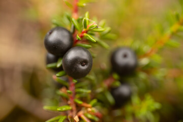 Detailed close-up of black crowberries (Empetrum nigrum) on a branch with green leaves. The dark berries stand out against the blurred background, showcasing their texture and natural beauty