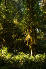 A Vancouver Island rainforest and trees covered with moss. Incredible landscape and silence. Canada