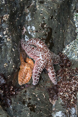 Botanical Beach Tidepool, Vancouver Island. Botanical Beach near Port Renfrew British Columbia Vancouver Island.