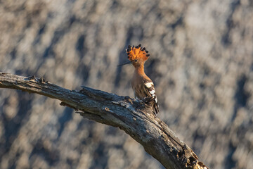 Eurasian Hoopoe or Common hoopoe (Upupa epops), Hoopoe with a loose crest on his head sits on a branch on a natural background. 