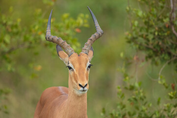Impala Antelopes in the Kruger National Park, South Africa, closeup, portrait, 4K resolution