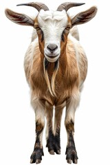 Obraz premium Close-Up Portrait of a Goat with Long Beard and Horns on White Background 