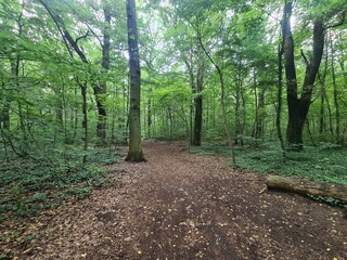 walking path in the Plänterwald Forest in Berlin, Treptow/Köpenick