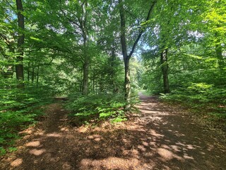 Obraz premium nature path in the Plänterwald Forest in Berlin, Treptow/Köpenick