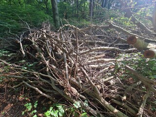 Fototapeta premium collected tree parts from destroyed trees after a big storm in the Plänterwald Forest, Treptow/Köpenick