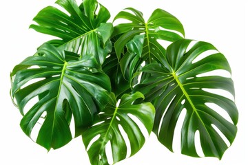 Dark Green Leaves. Monstera Deliciosa Tropical Foliage on White Background