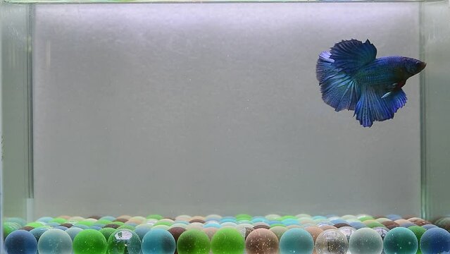 Betta fish Fancy Blue Devil Halfmoon  from Thailand, Siamese fighting fish isolated on Grey Background