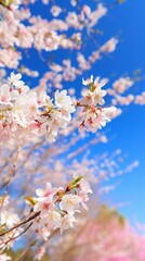 Obraz premium Delicate White Cherry Blossoms Blooming Against a Bright Blue Sky