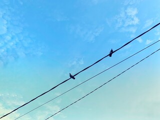 two doves on a cable against a blue sky background