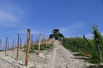 The centuries-old Cedar of Lebanon near La Morra in Piedmont