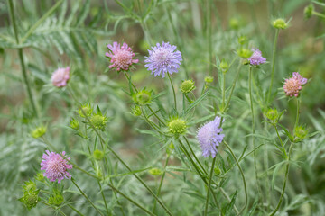 Blossoms, and buds of a field scabious (Knautia arvensis). Plant morphology.