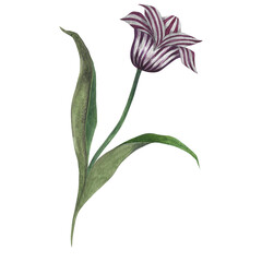 Watercolor illustration of a purple striped tulip with stem and leaves. Hand drawn isolated on transparent background
