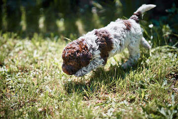 Cute Lagotto Romagnolo puppy (Italian water dog) walking in the grass
