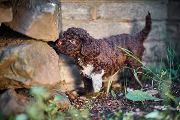 Purebred Lagotto Romagnolo puppy (Italian water dog) discovering the outdoors