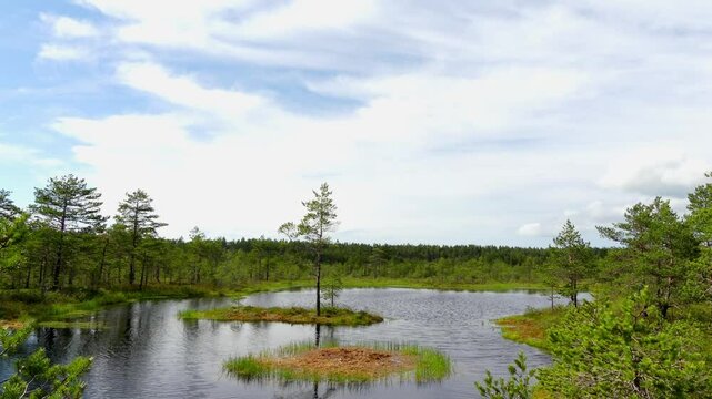 Swamp Viru Raba in Estonia