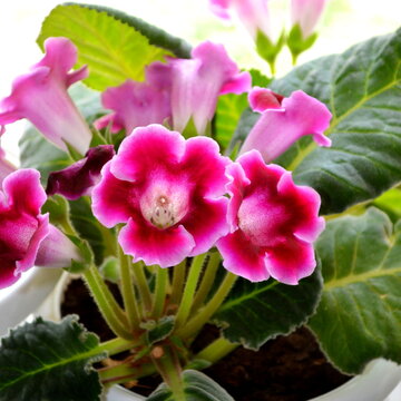 Gloxinia (Sinningia speciosa). Pink purple gloxinia flower houseplants cultivated as decorative or ornamental flower, growing in greenhouse. Spring flowers background with houseplants & window light