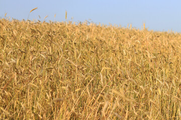 Cereal field, ears of corn close-up. Beautiful landscape of an agricultural field of rye or barley. Golden field on a sunny day. Background of ripening ears of corn in a field. Harvest concept