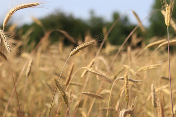 Fototapeta premium Cereal field, ears of corn close-up. Beautiful landscape of an agricultural field of rye or barley. Golden field on a sunny day. Background of ripening ears of corn in a field. Harvest concept