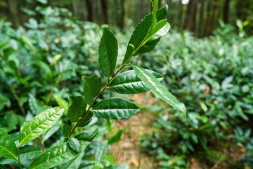 Couple of ladybugs on a tea plant with fresh green leaves, wild growing in Europe. Natural outdoor botanical background