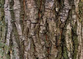 tree trunk texture